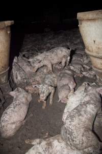 Grower pigs packed in - Living in excrement - Captured at Wally's Piggery, Jeir NSW Australia.