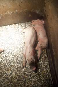 Dead piglet in farrowing crate - Australian pig farming - Captured at Wally's Piggery, Jeir NSW Australia.