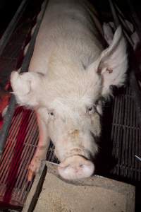 Sow in crate - Australian pig farming - Captured at Wally's Piggery, Jeir NSW Australia.