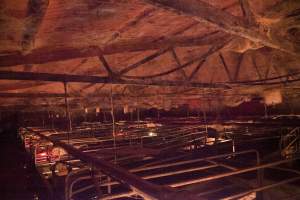 Looking across farrowing shed - Australian pig farming - Captured at Wally's Piggery, Jeir NSW Australia.