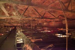Looking across farrowing shed - Ceiling covered in cobwebs - Captured at Wally's Piggery, Jeir NSW Australia.