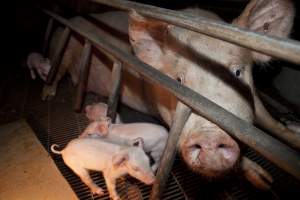 Sow with piglets - Australian pig farming - Captured at Wally's Piggery, Jeir NSW Australia.