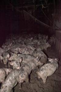 Grower pigs in excrement - Australian pig farming - Captured at Wally's Piggery, Jeir NSW Australia.