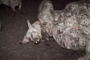 Grower pigs sleeping in excrement - Australian pig farming - Captured at Wally's Piggery, Jeir NSW Australia.