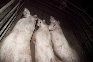 Sows in group housing - Holes cut out of ears - Captured at Wally's Piggery, Jeir NSW Australia.
