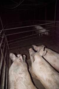 Sows in group housing - Australian pig farming - Captured at Wally's Piggery, Jeir NSW Australia.