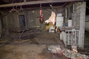 Head and organs hanging in slaughter room - Pile of guts underneath - Captured at Wally's Piggery, Jeir NSW Australia.