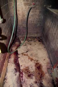 Blood on floor of slaughter room - This is the area where Wally bludgeoned and killed his pigs - Captured at Wally's Piggery, Jeir NSW Australia.