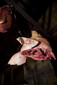 Pig's head hanging on hook in slaughter room - Australian pig farming - Captured at Wally's Piggery, Jeir NSW Australia.