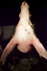 Pig's head hanging on hook in slaughter room - Possible bullet hole in head - Captured at Wally's Piggery, Jeir NSW Australia.