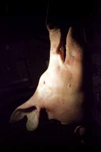Pig's head hanging on hook in slaughter room - Australian pig farming - Captured at Wally's Piggery, Jeir NSW Australia.