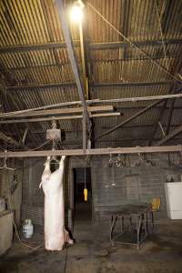 Pig carcass hanging in slaughter room - Australian pig farming - Captured at Wally's Piggery, Jeir NSW Australia.
