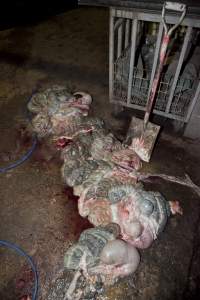 Guts spilled over floor of slaughter room - Australian pig farming - Captured at Wally's Piggery, Jeir NSW Australia.