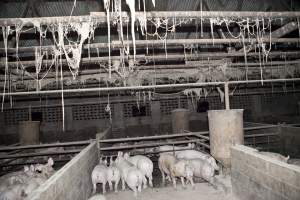 Slaughter room - Australian pig farming - Captured at Wally's Piggery, Jeir NSW Australia.