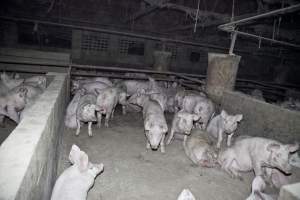 Grower pigs - Australian pig farming - Captured at Wally's Piggery, Jeir NSW Australia.