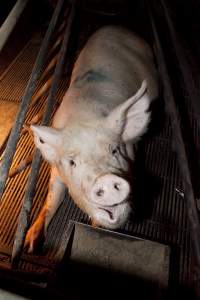 Sow lying in farrowing crate - Looking up at camera with mouth open - Captured at Wally's Piggery, Jeir NSW Australia.