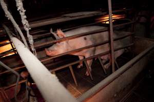 Sow with pressure sore in crate - Australian pig farming - Captured at Wally's Piggery, Jeir NSW Australia.