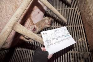 Record above farrowing crate - Sow visible with injured foot - Captured at Wally's Piggery, Jeir NSW Australia.