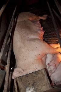 Sow with head under feed tray - Australian pig farming - Captured at Wally's Piggery, Jeir NSW Australia.