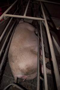 Pregnant sow in crate - Australian pig farming - Captured at Wally's Piggery, Jeir NSW Australia.