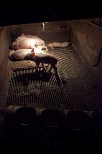 Dead weaner piglet - Australian pig farming - Captured at Wally's Piggery, Jeir NSW Australia.