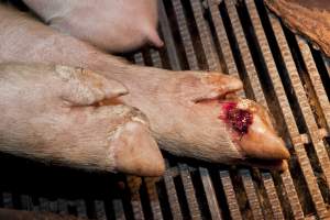 Sow with injured foot - Australian pig farming - Captured at Wally's Piggery, Jeir NSW Australia.