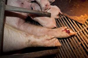 Sow with injured foot - Australian pig farming - Captured at Wally's Piggery, Jeir NSW Australia.