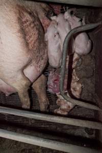 Stillborn piglets - Australian pig farming - Captured at Wally's Piggery, Jeir NSW Australia.
