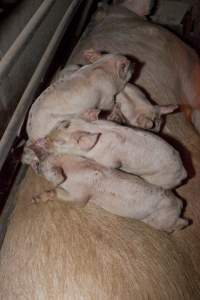 Piglets sleeping on mother - Australian pig farming - Captured at Wally's Piggery, Jeir NSW Australia.