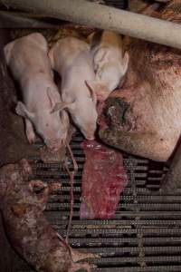 Stillborn piglets in crate - Australian pig farming - Captured at Wally's Piggery, Jeir NSW Australia.
