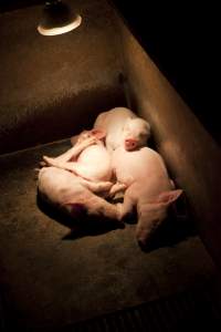 Piglets in corner of crate - Australian pig farming - Captured at Wally's Piggery, Jeir NSW Australia.