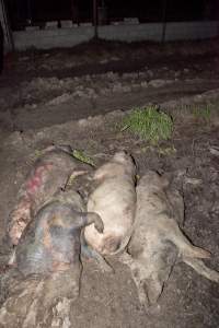 Dead pigs outside - Australian pig farming - Captured at Wally's Piggery, Jeir NSW Australia.