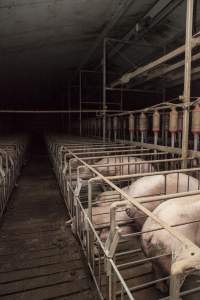 Back of sow stalls - Australian pig farming - Captured at Lansdowne Piggery, Kikiamah NSW Australia.