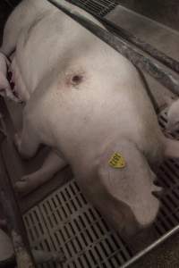 Pressure sore on sow - Australian pig farming - Captured at Lansdowne Piggery, Kikiamah NSW Australia.