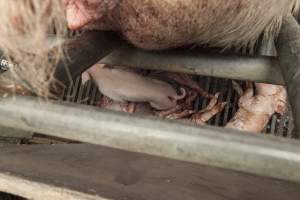 Stillborn piglets - Australian pig farming - Captured at Lansdowne Piggery, Kikiamah NSW Australia.
