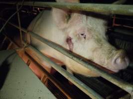 Sow with sound on face - Australian pig farming - Captured at Allain's Piggery, Blakney Creek NSW Australia.