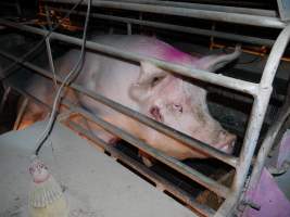 Sow with sound on face - Australian pig farming - Captured at Allain's Piggery, Blakney Creek NSW Australia.