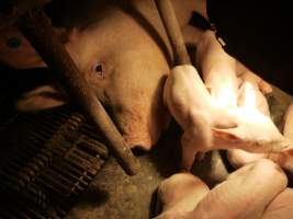 Sow with piglets - Australian pig farming - Captured at Allain's Piggery, Blakney Creek NSW Australia.