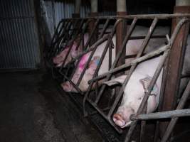 Sow stalls at Allains Piggery NSW - Australian pig farming - Captured at Allain's Piggery, Blakney Creek NSW Australia.