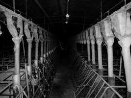 Looking down aisle of sow stall shed - Australian pig farming - Captured at Allain's Piggery, Blakney Creek NSW Australia.