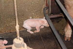 Piglet in crate - Australian pig farming - Captured at Strathvean Piggery, Tarcutta NSW Australia.