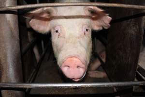 Sow's face in sow stall - Australian pig farming - Captured at Strathvean Piggery, Tarcutta NSW Australia.