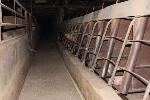 Sow stalls at Strathvean Piggery NSW - Australian pig farming - Captured at Strathvean Piggery, Tarcutta NSW Australia.