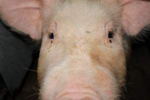 Face of sow in sow stall - Australian pig farming - Captured at Strathvean Piggery, Tarcutta NSW Australia.