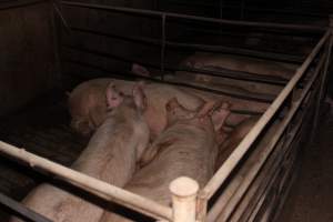 Group sow housing - Australian pig farming - Captured at Strathvean Piggery, Tarcutta NSW Australia.