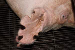 Chunks cut out of sow's ears - Australian pig farming - Captured at Boen Boe Stud Piggery, Joadja NSW Australia.