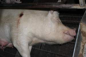 Sow with pressure sore in crate - Australian pig farming - Captured at Boen Boe Stud Piggery, Joadja NSW Australia.