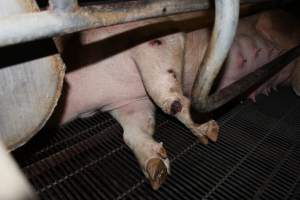 Sow with wounds on leg - Australian pig farming - Captured at Boen Boe Stud Piggery, Joadja NSW Australia.