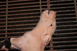 Piglet struggling to breathe - Legs taped, foaming at mouth - Captured at Boen Boe Stud Piggery, Joadja NSW Australia.