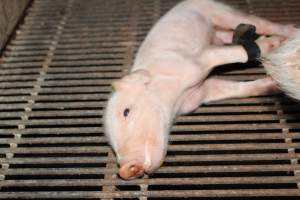 Piglet foaming at mouth - Legs taped - Captured at Boen Boe Stud Piggery, Joadja NSW Australia.